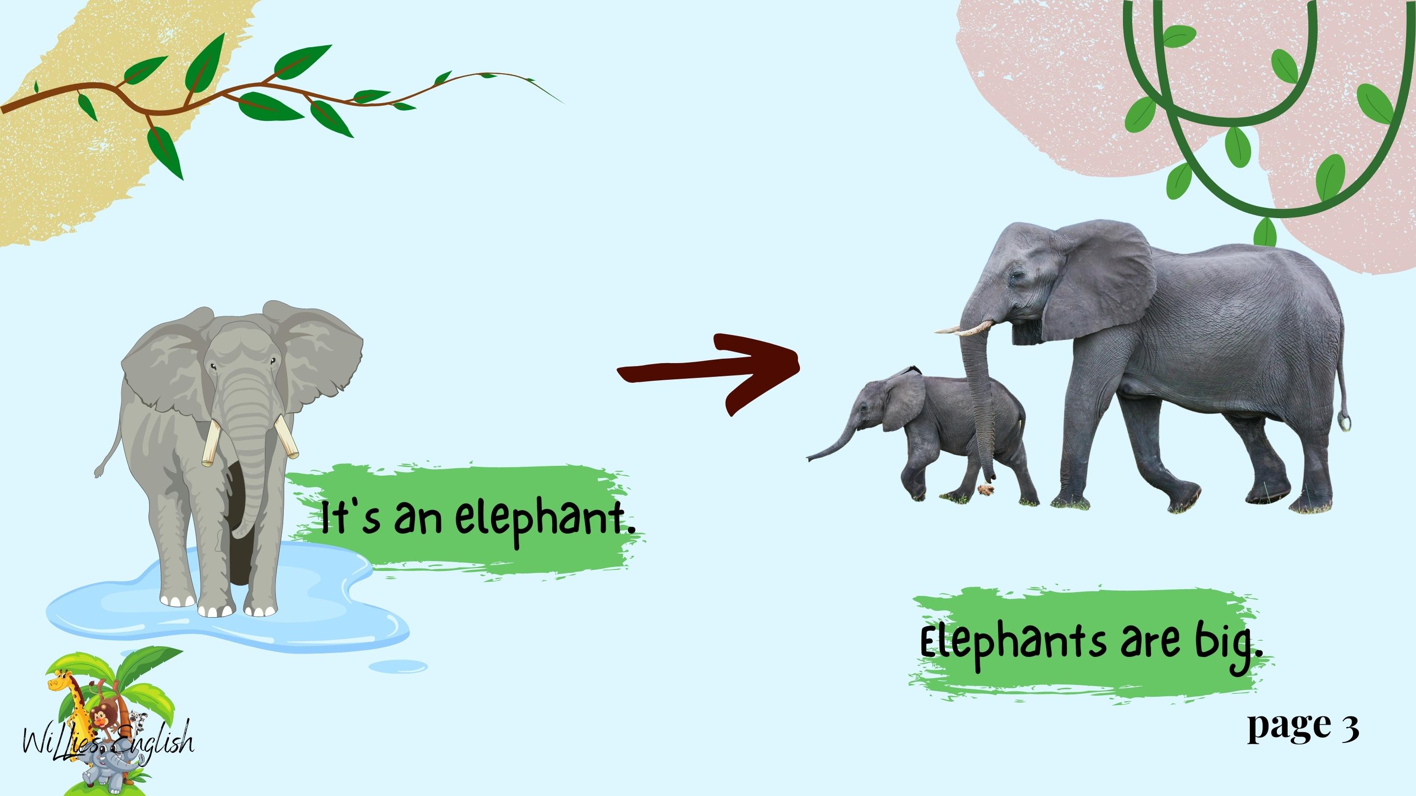 Animals
